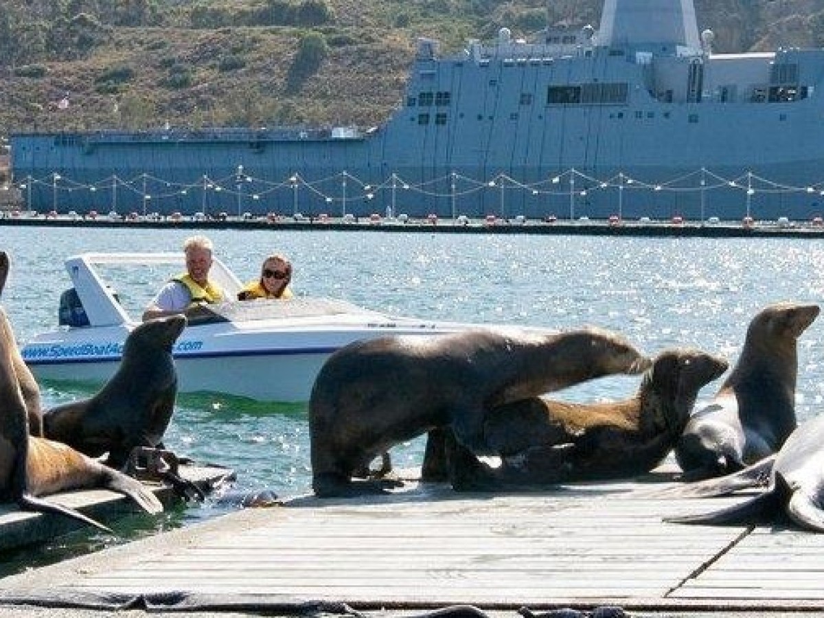a dog sitting on a bench in front of a seal