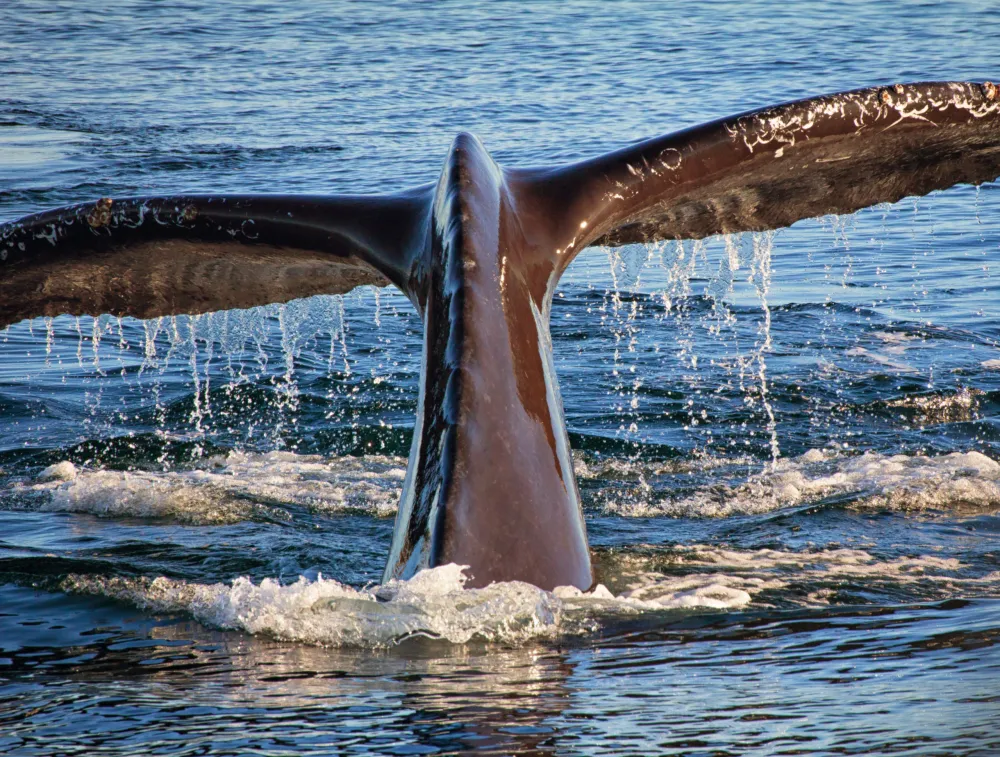 the tail of a humpback whale breaching out of the water